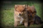 Keeshond pups, Dieren en Toebehoren, België, Keeshond, CDV (hondenziekte), 8 tot 15 weken