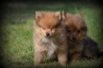 Keeshond pups beschikbaar voor biedingen