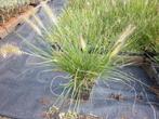 siergras, penisetum little bunny, Tuin en Terras, Planten | Tuinplanten, Ophalen, Volle zon, Vaste plant, Siergrassen