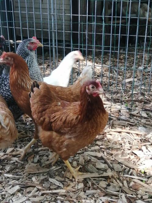 bruine legkip, Dieren en Toebehoren, Pluimvee