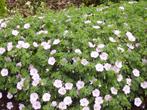 Geranium sanguineum 'Striatum', 'Max Frei' en andere, Tuin en Terras, Planten | Tuinplanten, Halfschaduw, Zomer, Vaste plant, Overige soorten