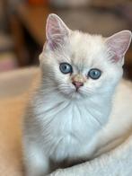 kittens britse korthaar / langhaar, Meerdere dieren, Gechipt, 0 tot 2 jaar