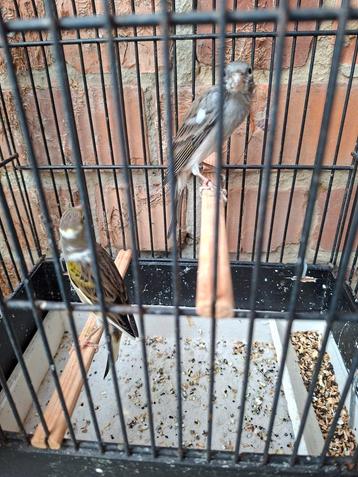 Kweekkoppel Japan hoso's 2024 + dochter 2025 beschikbaar voor biedingen