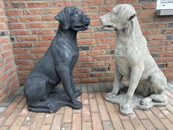 Labrador beschikbaar voor biedingen