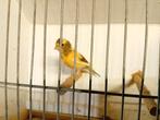 Raza kanaries, Dieren en Toebehoren