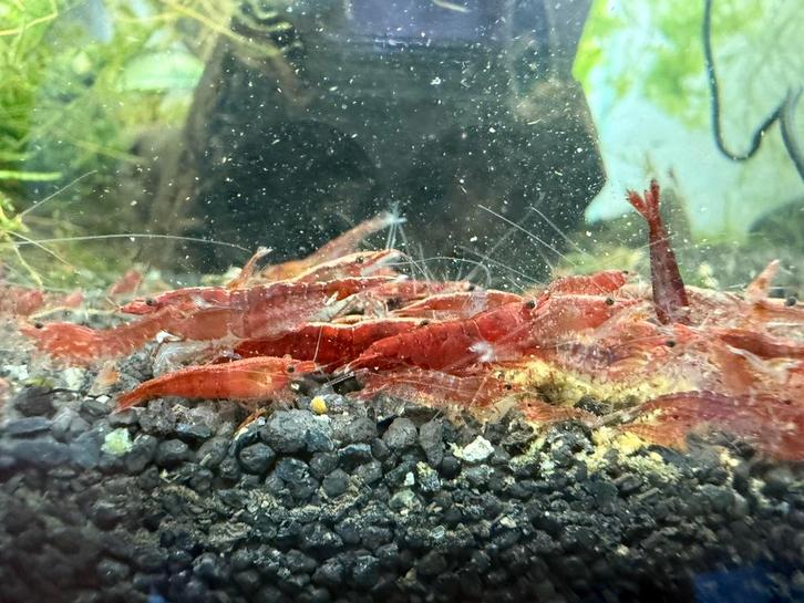 Neocaridina garnalen, Dieren en Toebehoren, Vissen | Aquariumvissen