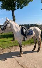 Bomproof paard/ E pony, Jument