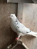 Iraanse duiven, Animaux & Accessoires, Oiseaux | Pigeons