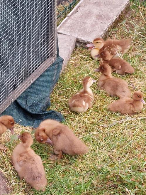 Kleuzuivere bruine barberie/ muskus eendjes, Dieren en Toebehoren, Pluimvee