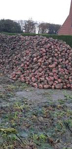 voederbieten, Ophalen