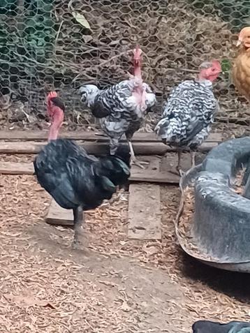 3 naakthalskriel hanen (3 voor €10) beschikbaar voor biedingen