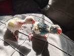 Kakariki, Meerdere dieren, Parkiet, Tam
