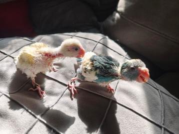 Kakariki beschikbaar voor biedingen
