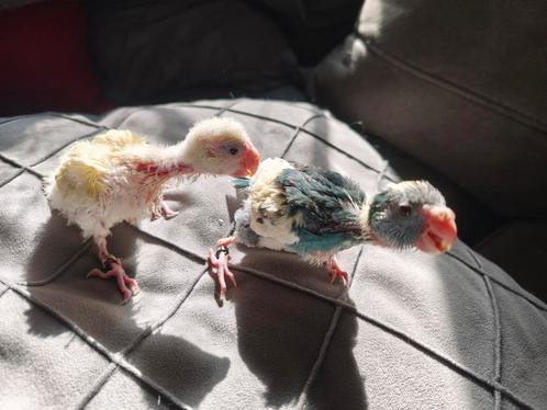 Jonge Kakariki, Dieren en Toebehoren, Vogels | Parkieten en Papegaaien, Parkiet, Meerdere dieren, Tam