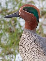 Koppel Europese Wintertalingen, Dieren en Toebehoren, Pluimvee, Meerdere dieren, Eend