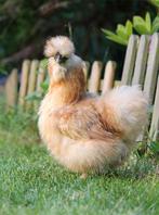 Zijdehoender kriel kippen jonge hennen beschikbaar, Poule ou poulet, Femelle