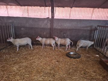 Rouge de l'Ouest ramlammeren, Mâle, Mouton, 0 à 2 ans