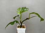 Raphidophora Tetrasperma (Monstera Minima), Ombre partielle, En pot, Plante verte, Moins de 100 cm