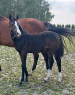 Hengsten veulen springafstamming, Dieren en Toebehoren, Paarden, Springpaard, Gechipt, 0 tot 2 jaar, Hengst