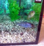 vend ou échange 3 petits poissons Cichlidés, Ophalen, Nieuw