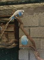 Grasparkieten, Dieren en Toebehoren, Vogels | Parkieten en Papegaaien, Meerdere dieren, Parkiet, Tam
