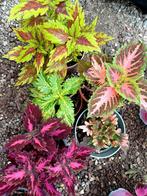 Siernetels - Coleus, Ophalen of Verzenden