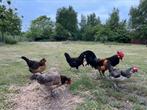 Broedeieren brabants hoen, Dieren en Toebehoren