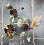 Philodendron Royal Queen, Ophalen of Verzenden