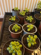 Plants de Basilic, Ophalen