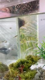 20 baby guppy’s, Dieren en Toebehoren, Vissen | Aquariumvissen