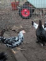 Bonte leghorn