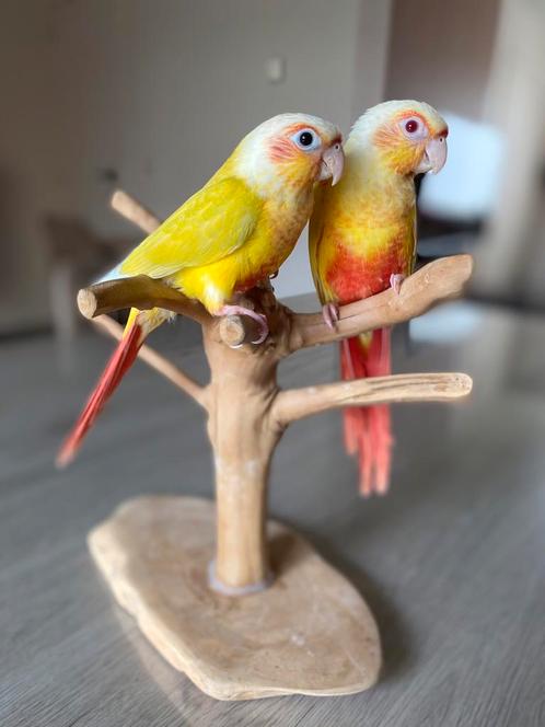CONURES PYRRHURAS APPRIVOISER EAM, Dieren en Toebehoren, Vogels | Parkieten en Papegaaien, Papegaai, Meerdere dieren, Pratend