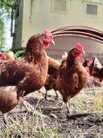 Legkippen, Dieren en Toebehoren, Pluimvee, Vrouwelijk, Kip