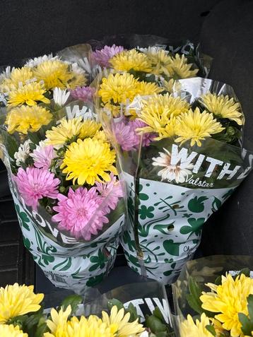Chrysanten 14 stuks beschikbaar voor biedingen