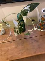 Syngonium alba variegata, Maison & Meubles, Plantes d'intérieur, Autres espèces, Moins de 100 cm, Enlèvement, Plante verte