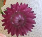 Recherche un terrain pour pouvoir y cultiver des fleurs., Enlèvement