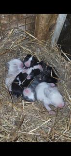 Mooie nestje Nederlandse dwerg hangoortjes, Dieren en Toebehoren, Konijnen