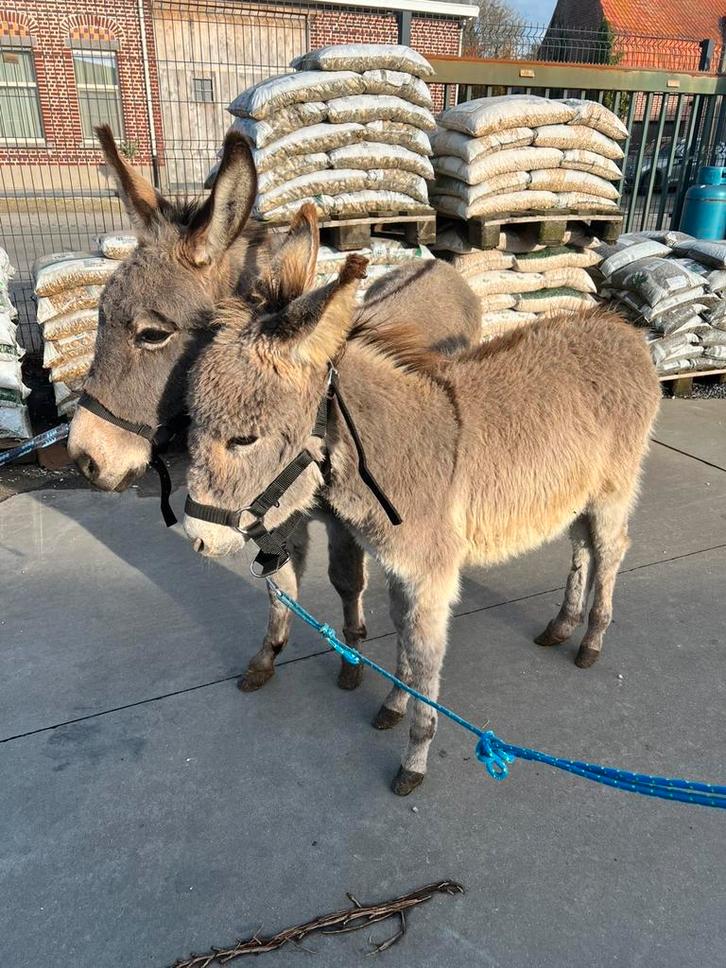 2 mini-ezels te koop, Dieren en Toebehoren, Schapen, Geiten en Varkens