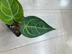 Anthurium Magnificum X, Huis en Inrichting, Kamerplanten, Ophalen of Verzenden