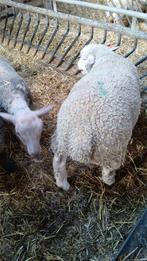 charollais rammen, Dieren en Toebehoren, Schapen, Geiten en Varkens, Schaap, 0 tot 2 jaar