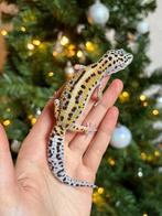 Bold stripe gem snow luipaardgekko man, Lézard, Domestique, 0 à 2 ans