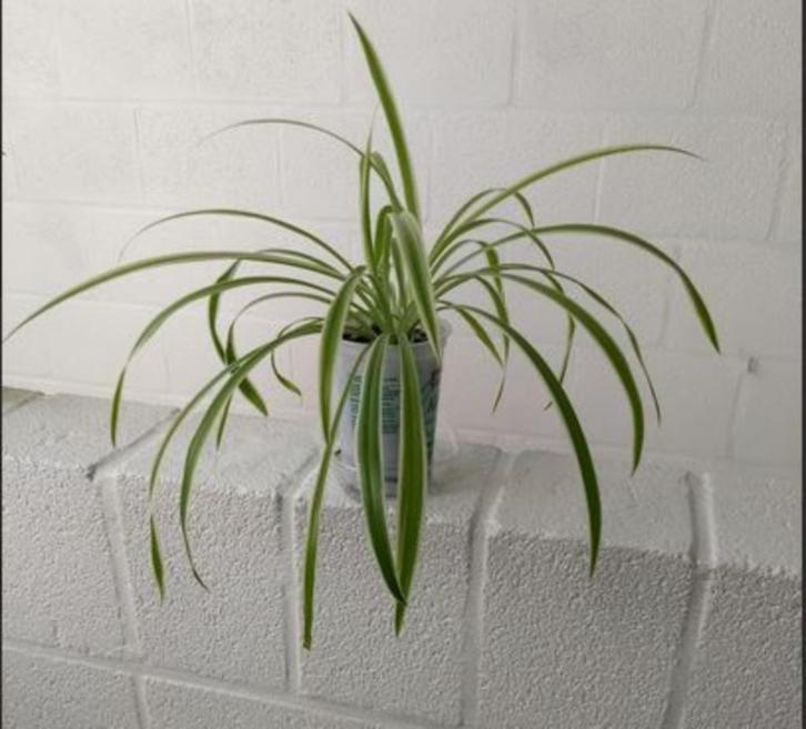 Graslelie-Chlorophytum (kamerplant), Huis en Inrichting, Kamerplanten, In pot, Ophalen