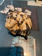 Schelpen, Verzamelen, Mineralen en Fossielen, Ophalen of Verzenden, Schelp(en)