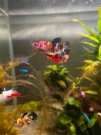 5 prachtige koi betta’s ( vrouwelijk ), Poisson