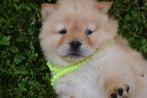 Chow-chow pups nieuw nestje hier beschikbaar, Dieren en Toebehoren, Honden | Poolhonden, Keeshonden en Oertypen, België, 8 tot 15 weken