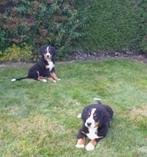 Berner Sennen pups, Dieren en Toebehoren, België, Overige rassen, CDV (hondenziekte), 8 tot 15 weken