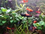 Guppys platys zwaardragers meervallen ruitekuisers, Dieren en Toebehoren