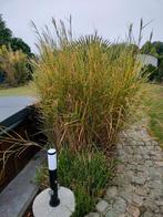 Gratis riet, siergras, Ophalen, Volle zon, Vaste plant, Siergrassen