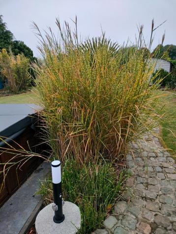 Gratis riet, siergras beschikbaar voor biedingen