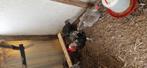 MARANS KIPPEN, Dieren en Toebehoren, Pluimvee